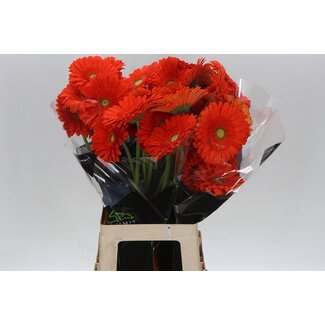 Freshy Gerbera * 65 Cm Atlanta X10
