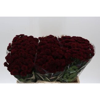 Freshy Chrysant santini Jinda Red