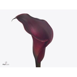 Freshy Zantedeschia Red Charm