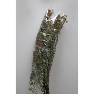Freshy Rozenbottel Corallo Red. 120cm