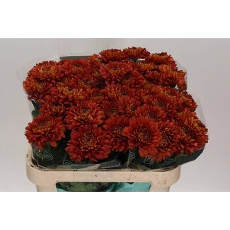 Freshy Chrysant deco Tusca