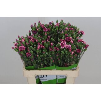Freshy Trosanjer Enkelbloemig Solomio Bono x20