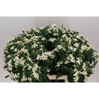 Freshy Euphorbia F T Quicksilver