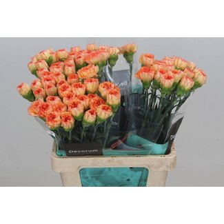 Freshy Anjer Hollands Boiro