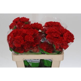 Freshy Anjer Red Marthe 50cm