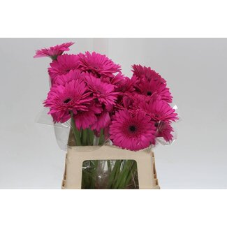 Freshy Gerbera * 65 Cm Madeira X10