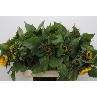 Freshy Helianthus Zonnebloem “Sunrich Orange” Bio | ● Yellow | ↕ ± 80 cm | x 3 fresh flowers | frische Blumen | verse bloemen | fleurs fraîches