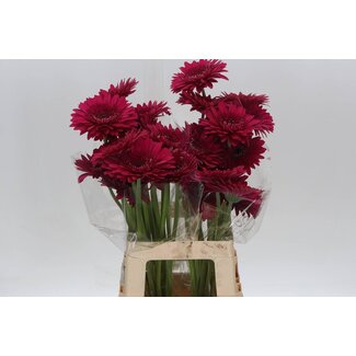 Freshy Gerbera * 65 Cm Martini X10