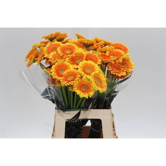 Freshy Germini Mini Gerbera's “Ariba” | ● Orange Yellow | ↕ ± 65 cm | x 20 fresh flowers | frische Blumen | verse bloemen | fleurs fraîches