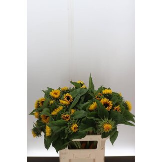 Freshy Helianthus An Ziggy Bio