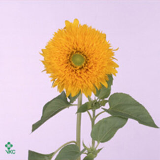 Freshy Helianthus Sun King