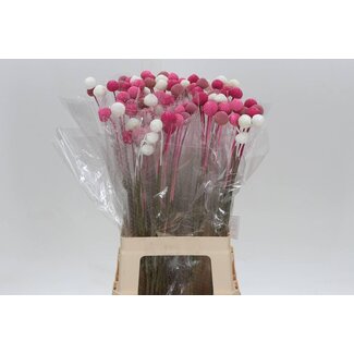 Freshy Craspedia Kleurbehandeld Pastel