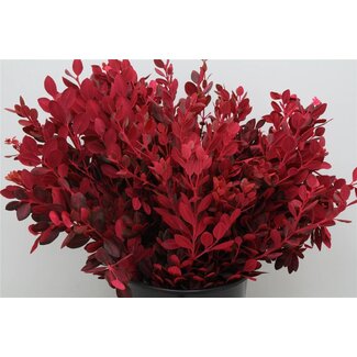 Freshy Pitto Ralphi Col Cerise 200gr (p. bos)