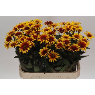 Freshy Heliopsis Spar Contrast
