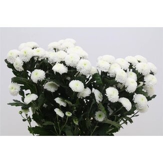 Freshy Chrysant T Cologne
