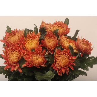 Freshy Chrysant deco Pandion Bronze