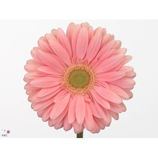 Freshy Gerbera * 65 Cm Plot X10