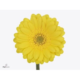 Freshy Germini Mini Gerbera's “Moreno” | ● Yellow | ↕ ± 65 cm | x 20 fresh flowers | frische Blumen | verse bloemen | fleurs fraîches