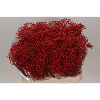 Freshy Gyps Kleurbehandeld Xlence Rood