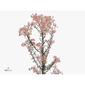 Freshy Ozothamnus Cooks Tall Pink