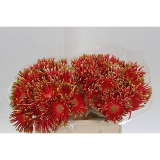 Freshy Gerbera * Pastini Rivello x25