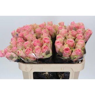 Freshy Rosa Tango