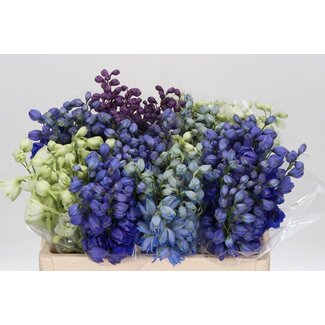Freshy Delphinium El Gemengd