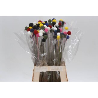 Freshy Craspedia Kleurbehandeld Rainbow Dark