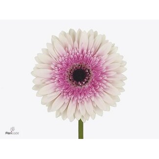 Freshy Gerbera * 65 Cm Lisandra X10