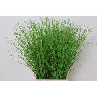 Freshy Berk Green (p. bos)