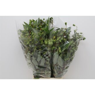 Freshy Eucalyptus Robusta Antique | ● Green | ↕ ± 70 cm | x 5 fresh bouquets | frische Sträuße | verse bossen | bouquets fraîches