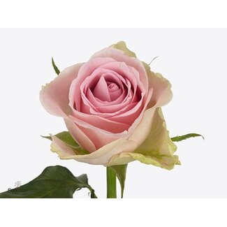 Freshy Rosa Trivia