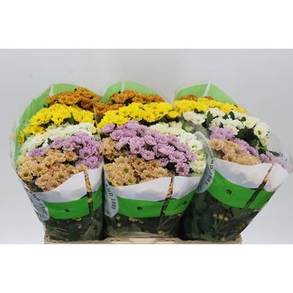 Freshy Chrysant santini Rossi Mix