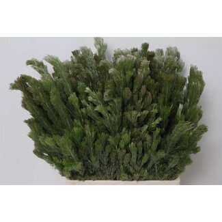 Freshy Adenanthos Kaapsgroen | ● Green | ↕ ± 70 cm | x 10 fresh branches | frische Zweige | verse takken | branches fraîches