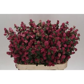 Freshy Symphoricarpos Mag Temptation Bio