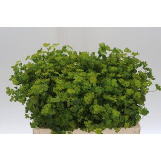 Freshy Bupleurum Rotundifolium Bio