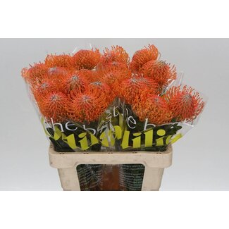 Freshy Nutans Ayoba Orange