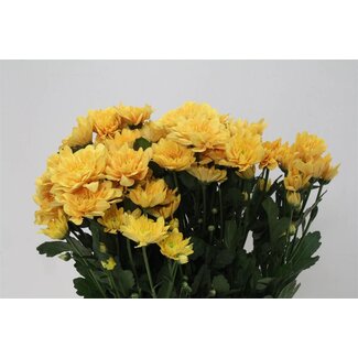 Freshy Chrysant T Pastela Orange