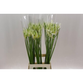 Freshy Nerine Bo Like A Virgin