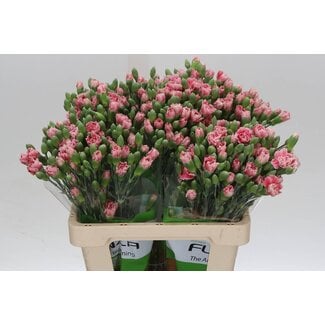 Freshy Trosanjer Dianthus “Funza Hipster” | ● Mixed Colours | ↕ ± 65 cm | x 20 fresh flowers | frische Blumen | verse bloemen | fleurs fraîches