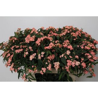 Freshy Euphorbia F T Pink Baron