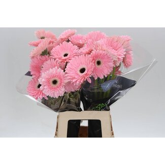 Freshy Gerbera * 65 Cm Graceland X10
