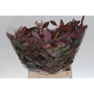 Freshy Eucalyptus Populus Bes Abs Red 150gr Short (p. bos)