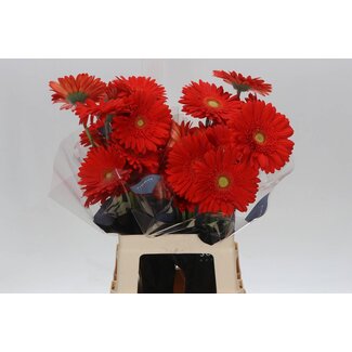 Freshy Gerbera * 65 Cm Red Explosion X10