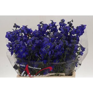 Freshy Delphinium En Atlantis