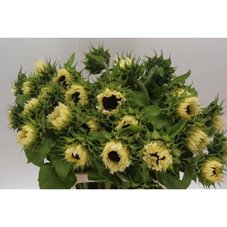 Freshy Helianthus Pro Cut Wh Nite
