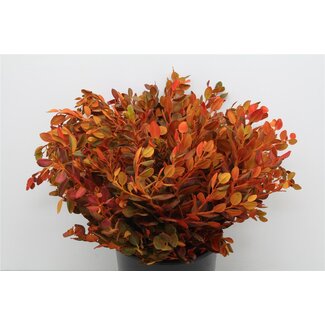 Freshy Pitto Ralphi Col Autumn 200gr (p. bos)