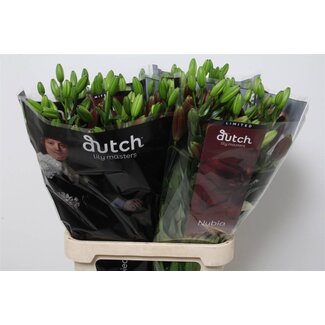 Freshy Lelie Longi x Aziatic Aqua Nubia 4 Bloem