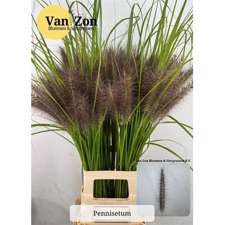 Freshy Pennisetum Black Magic