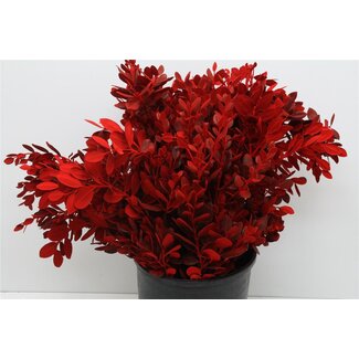 Freshy Pitto Ralphi Col Red 200gr (p. bos)